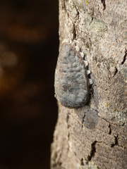 Aspidoproctus