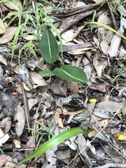 Cryptostylis ovata