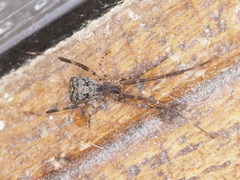 Episinus maculipes