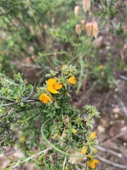 Pultenaea largiflorens