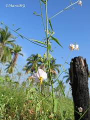 Kosteletzkya depressa