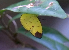 Eurema sari
