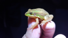 Pelophylax chosenicus