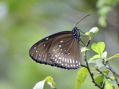 Euploea midamus
