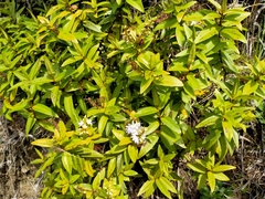 Veronica ligustrifolia