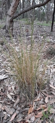 Poa sieberiana