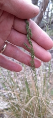 Poa sieberiana