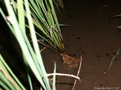 Fejervarya limnocharis