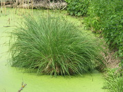 Carex elata