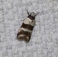 Eulechria triferella