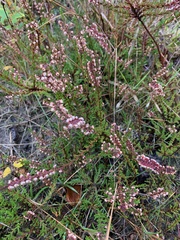 Ericeae