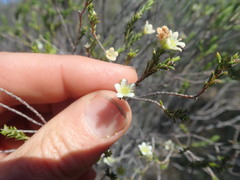 Diosma meyeriana
