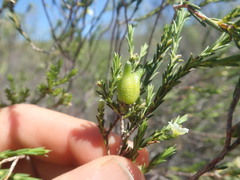 Diosma meyeriana