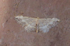 Idaea efflorata