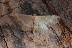 Idaea efflorata