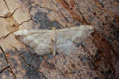 Idaea efflorata
