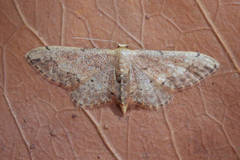Idaea efflorata