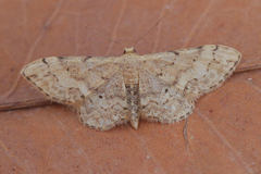 Idaea efflorata