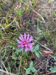 Trifolium medium