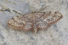 Idaea efflorata