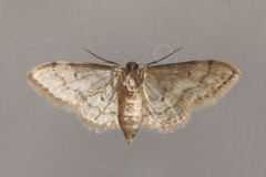 Idaea efflorata