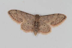 Idaea efflorata