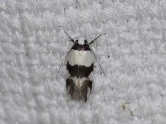 Zonopetala decisana