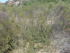 Cliffortia teretifolia