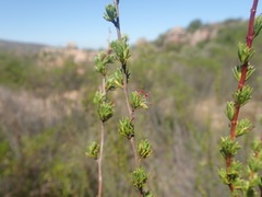 Cliffortia teretifolia