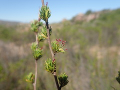 Cliffortia teretifolia