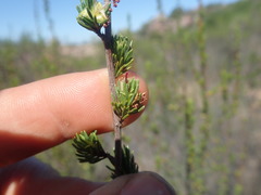 Cliffortia teretifolia