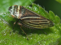 Aphrodes makarovi