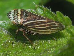 Aphrodes makarovi