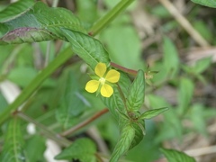 Ludwigia hyssopifolia