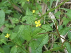 Ludwigia hyssopifolia