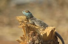 Agama armata