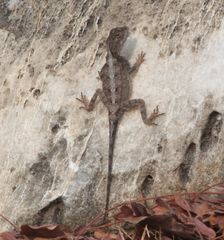Agama armata