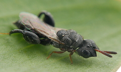 Dirhinus anthracia