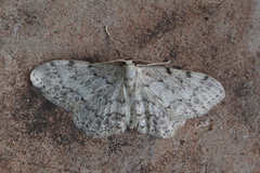 Idaea incisaria