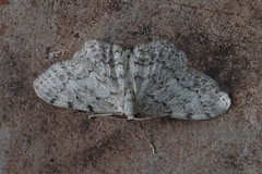 Idaea incisaria
