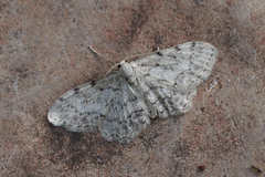 Idaea incisaria