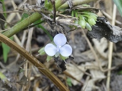Murdannia loriformis