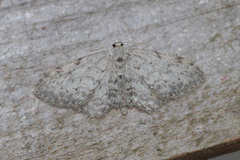 Idaea incisaria