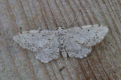 Idaea incisaria