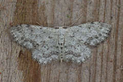 Idaea incisaria