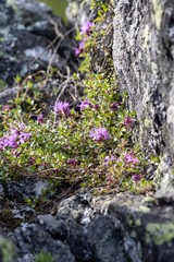 Thymus talijevii paucifolius