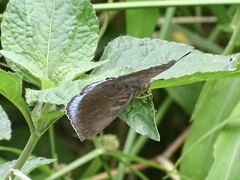 Tanaecia whiteheadi