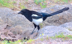 Pica pica