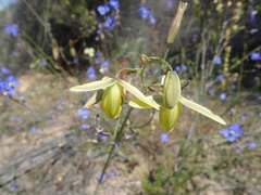 Albuca juncifolia