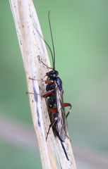 Pimpla turionellae